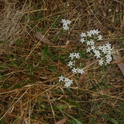 Centaurium erythraea (Common Centaury) at Queanbeyan West, NSW - 14 Jan 2023 by Paul4K