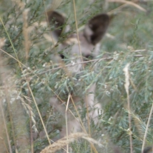 Macropus giganteus at Queanbeyan West, NSW - 15 Jan 2023 09:35 AM