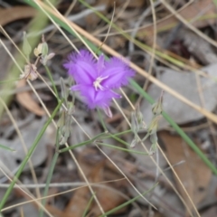 Thysanotus tuberosus (Common Fringe-lily) at Queanbeyan West, NSW - 15 Jan 2023 by Paul4K