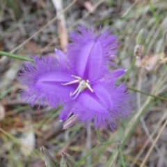 Thysanotus tuberosus at Queanbeyan West, NSW - 15 Jan 2023 09:38 AM