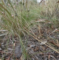 Thysanotus tuberosus at Queanbeyan West, NSW - 15 Jan 2023 09:38 AM