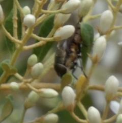 Exoneura sp. (genus) (A reed bee) at Bicentennial Park - 15 Jan 2023 by Paul4K