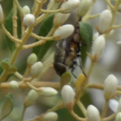 Exoneura sp. (genus) (A reed bee) at Queanbeyan West, NSW - 14 Jan 2023 by Paul4K