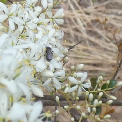 Apiformes (informal group) at Queanbeyan West, NSW - 15 Jan 2023 by Paul4K