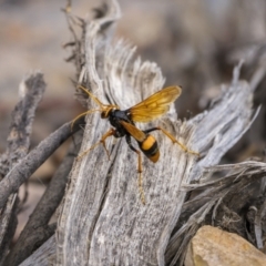 Cryptocheilus bicolor (Orange Spider Wasp) at Nanima, NSW - 15 Jan 2023 by trevsci