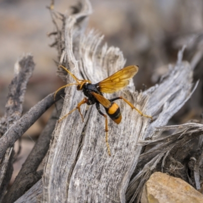Cryptocheilus bicolor (Orange Spider Wasp) at Nanima, NSW - 15 Jan 2023 by trevsci