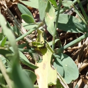 Megachile (Eutricharaea) serricauda at Dunlop, ACT - 15 Jan 2023 01:18 PM