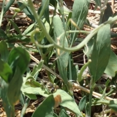 Megachile (Eutricharaea) serricauda at Dunlop, ACT - 15 Jan 2023