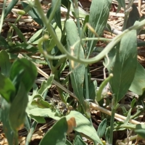 Megachile (Eutricharaea) serricauda at Dunlop, ACT - 15 Jan 2023