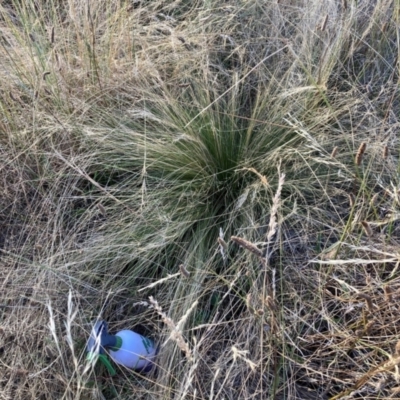 Nassella trichotoma (Serrated Tussock) at The Fair, Watson - 14 Jan 2023 by waltraud