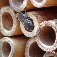 Megachile (Hackeriapis) oblonga at Dunlop, ACT - 15 Jan 2023