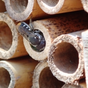 Megachile (Hackeriapis) oblonga at Dunlop, ACT - 15 Jan 2023