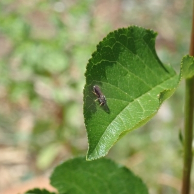 Lasioglossum (Homalictus) sphecodoides (Furrow Bee) at Dunlop, ACT - 15 Jan 2023 by JR