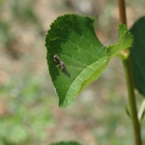 Lasioglossum (Homalictus) sphecodoides at Dunlop, ACT - 15 Jan 2023