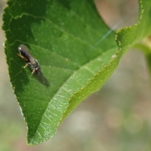 Lasioglossum (Homalictus) sphecodoides at Dunlop, ACT - 15 Jan 2023 01:13 PM