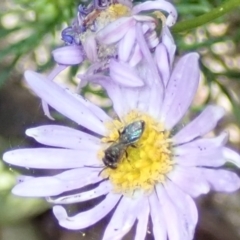 Lasioglossum (Homalictus) sphecodoides at Dunlop, ACT - 15 Jan 2023 01:05 PM