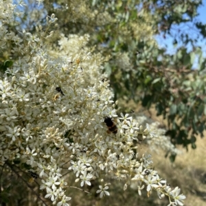 Castiarina bremei at Fyshwick, ACT - 14 Jan 2023