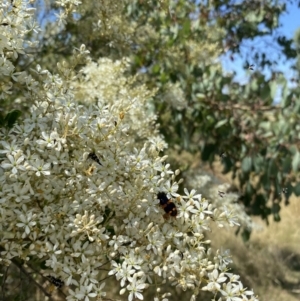 Castiarina bremei at Fyshwick, ACT - 14 Jan 2023