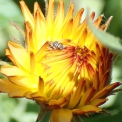 Lasioglossum (Homalictus) urbanum (Furrow Bee) at Dunlop, ACT - 11 Jan 2023 by JR