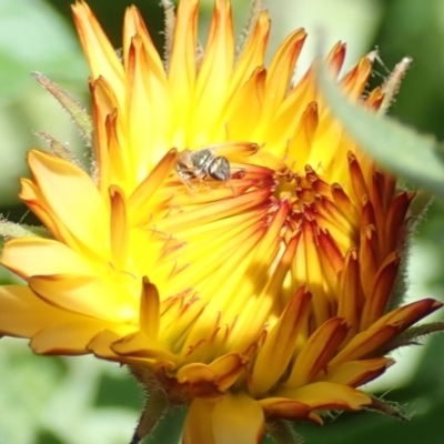 Lasioglossum (Homalictus) urbanum (Furrow Bee) at Dunlop, ACT - 11 Jan 2023 by JR