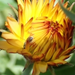 Lasioglossum (Homalictus) urbanum at Dunlop, ACT - 11 Jan 2023