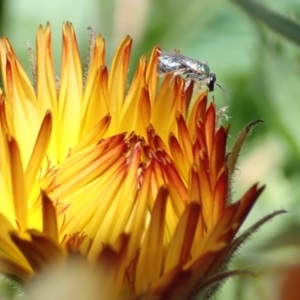 Lasioglossum (Homalictus) urbanum at Dunlop, ACT - 11 Jan 2023