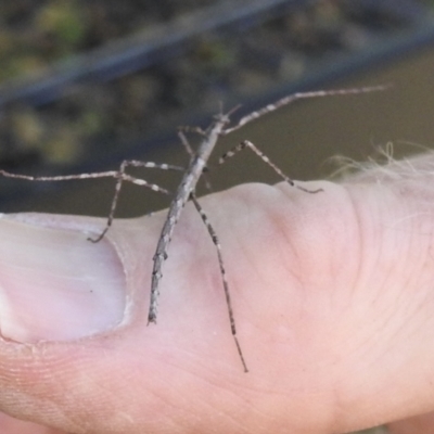 Pachymorpha squalida (Rough Pachymorpha Stick Insect) at Burradoo, NSW - 7 Jan 2023 by GlossyGal