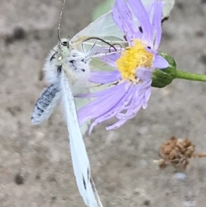 Pieris rapae at Dunlop, ACT - 15 Jan 2023