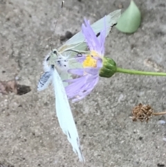 Pieris rapae at Dunlop, ACT - 15 Jan 2023 01:51 PM