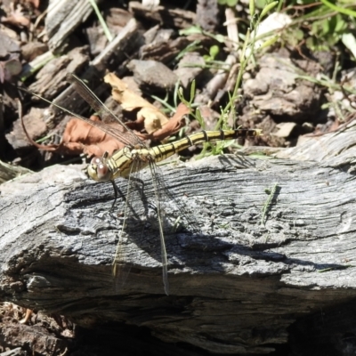 Orthetrum caledonicum (Blue Skimmer) at Burradoo, NSW - 7 Jan 2023 by GlossyGal