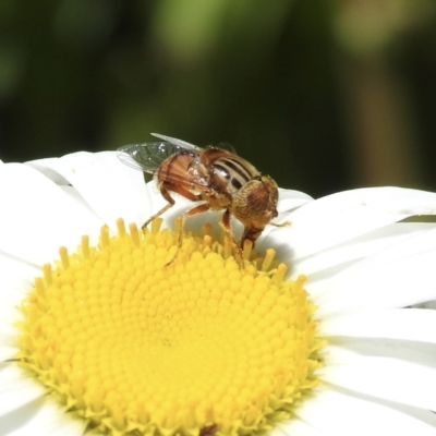 Eristalinus punctulatus (Golden Native Drone Fly) at Burradoo, NSW - 7 Jan 2023 by GlossyGal