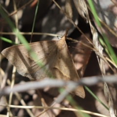 Epidesmia hypenaria (Long-nosed Epidesmia) at Cook, ACT - 15 Dec 2022 by Tammy