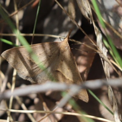 Epidesmia hypenaria (Long-nosed Epidesmia) at Cook, ACT - 15 Dec 2022 by Tammy