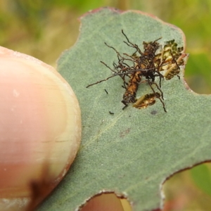 Hypertrophidae sp. (family) at Stromlo, ACT - 15 Jan 2023