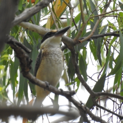 Todiramphus sanctus (Sacred Kingfisher) at Stromlo, ACT - 15 Jan 2023 by HelenCross