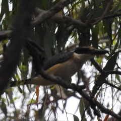 Todiramphus sanctus at Stromlo, ACT - 15 Jan 2023