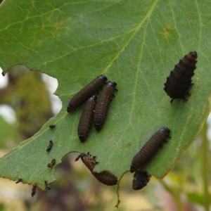 Paropsini sp. (tribe) at Stromlo, ACT - 15 Jan 2023