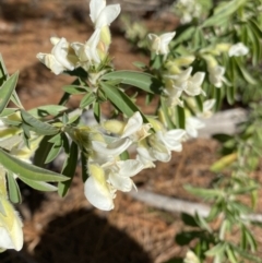 Chamaecytisus palmensis (Tagasaste, Tree Lucerne) at Wamboin, NSW - 7 Aug 2022 by natureguy