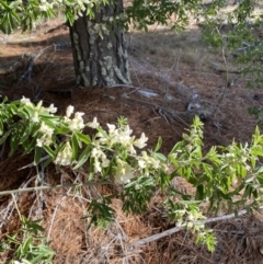 Chamaecytisus palmensis at Wamboin, NSW - 7 Aug 2022