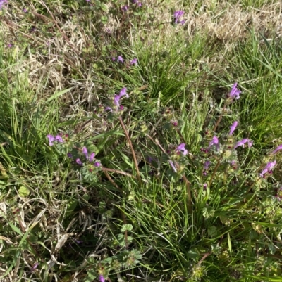 Lamium amplexicaule (Henbit, Dead Nettle) at Fyshwick, ACT - 4 Sep 2022 by natureguy