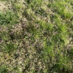 Lamium amplexicaule at Fyshwick, ACT - 4 Sep 2022 09:00 AM