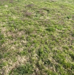 Lamium amplexicaule at Fyshwick, ACT - 4 Sep 2022