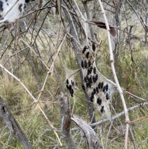 Delias harpalyce at Wamboin, NSW - 18 Sep 2022