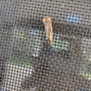 Epicoma melanosticta at Wamboin, NSW - 18 Nov 2022