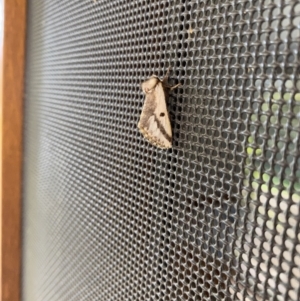 Epicoma melanosticta at Wamboin, NSW - 18 Nov 2022