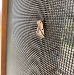 Epicoma melanosticta at Wamboin, NSW - 18 Nov 2022