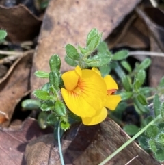 Pultenaea polifolia (Dusky Bush-pea) at Paddys River, ACT - 27 Dec 2022 by NedJohnston