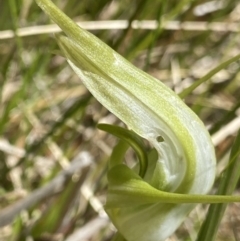 Pterostylis falcata (Sickle Greenhood) at Paddys River, ACT - 27 Dec 2022 by NedJohnston