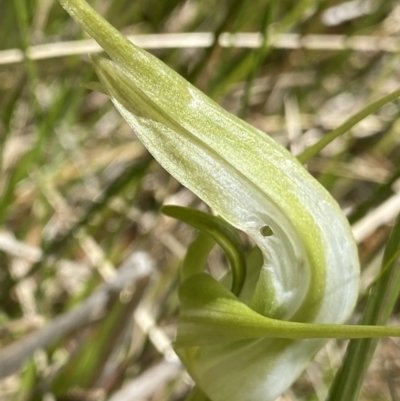 Pterostylis falcata (Sickle Greenhood) at Paddys River, ACT - 27 Dec 2022 by NedJohnston