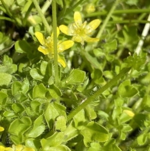 Ranunculus pimpinellifolius at Paddys River, ACT - 27 Dec 2022